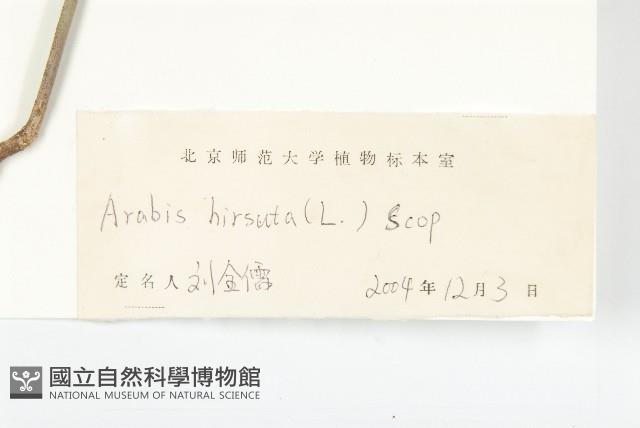 硬毛南芥藏品圖，第3張