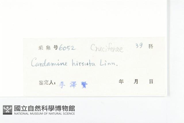 碎米薺藏品圖，第3張