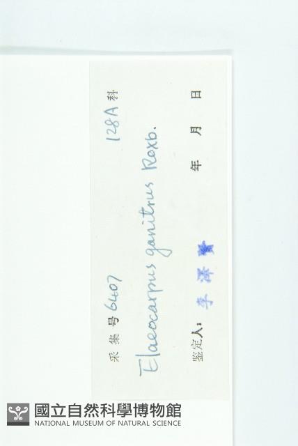 印度唸珠樹藏品圖，第3張