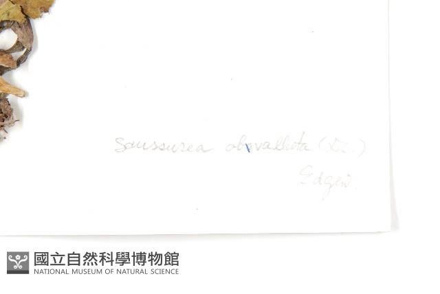 苞葉風毛菊藏品圖，第3張