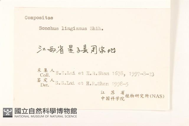 南苦苣菜藏品圖，第3張