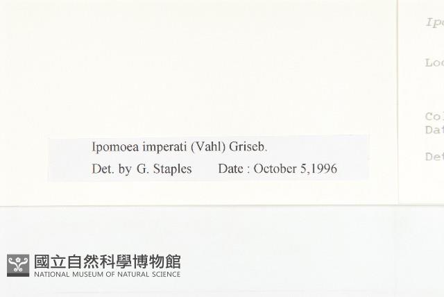 厚葉牽牛藏品圖，第3張