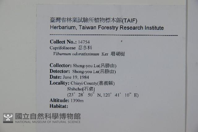 珊瑚樹藏品圖，第2張