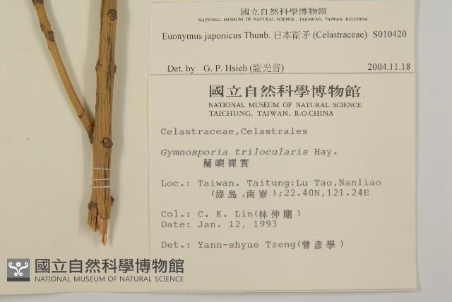 日本衛矛, 大葉黃楊藏品圖，第2張