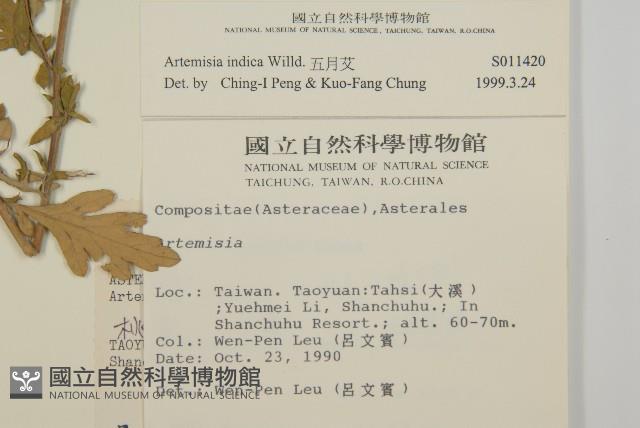 艾、五月艾藏品圖，第2張