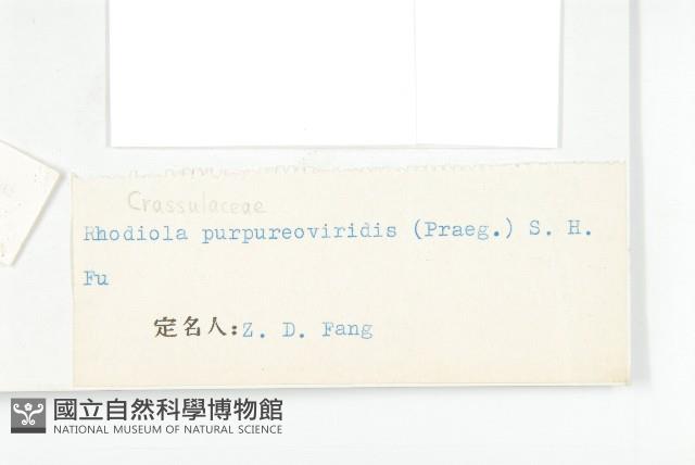 紫綠紅景天藏品圖，第3張