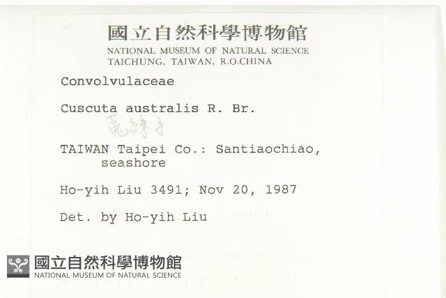 菟絲子藏品圖，第2張