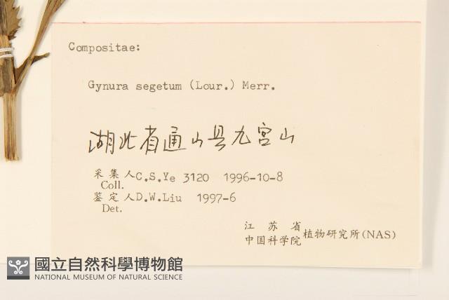 三七草藏品圖，第3張