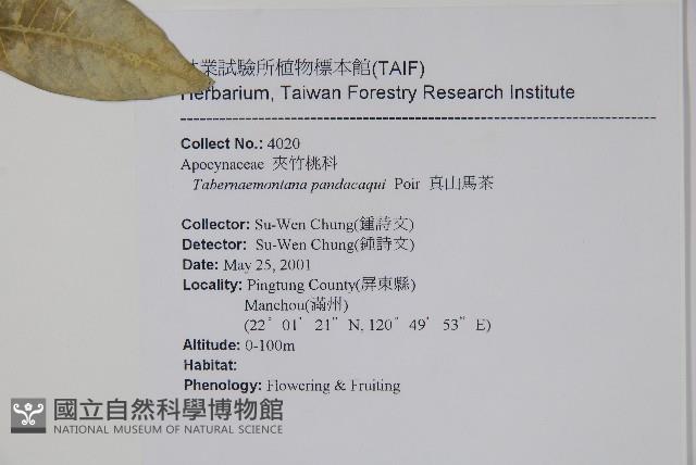 南洋馬蹄花藏品圖，第2張