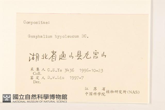 秋鼠麴草藏品圖，第3張