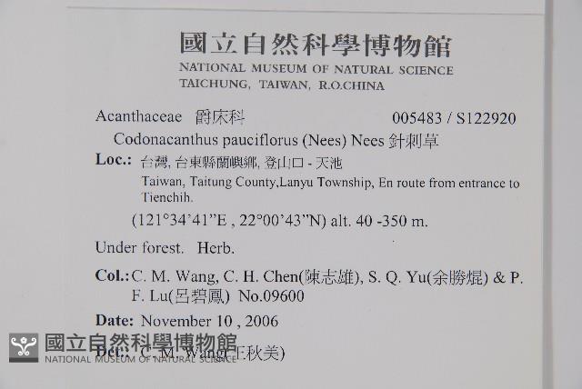 針刺草藏品圖，第2張