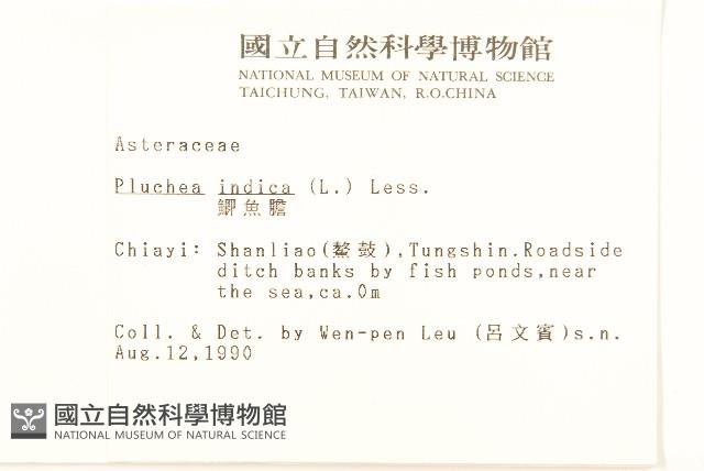 鯽魚膽、闊苞菊藏品圖，第2張