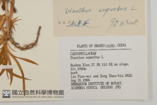 瞿麥藏品圖，第3張