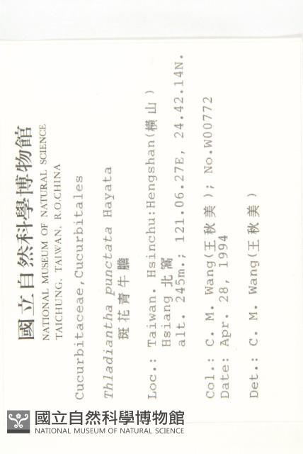 斑花青牛膽藏品圖，第2張