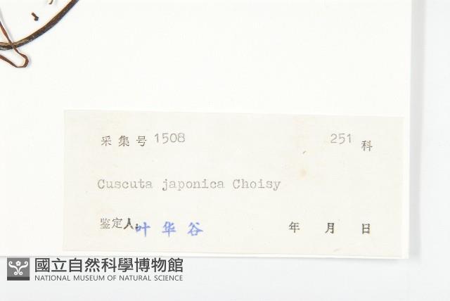 日本菟絲子藏品圖，第3張