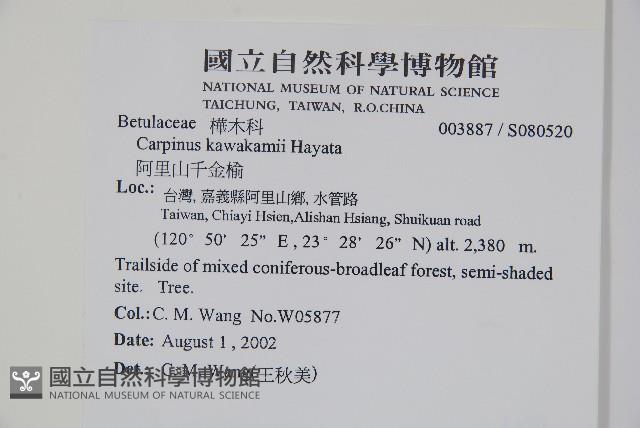 阿里山千金榆藏品圖，第2張