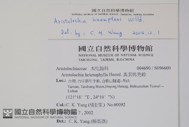 大葉馬兜鈴藏品圖，第2張