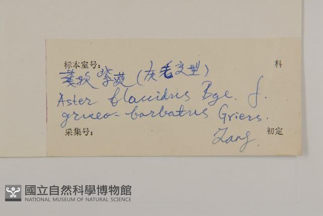 萎軟紫菀藏品圖，第3張