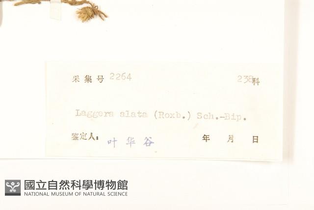 六角草藏品圖，第3張