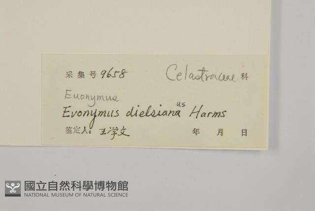 裂果衛矛藏品圖，第3張