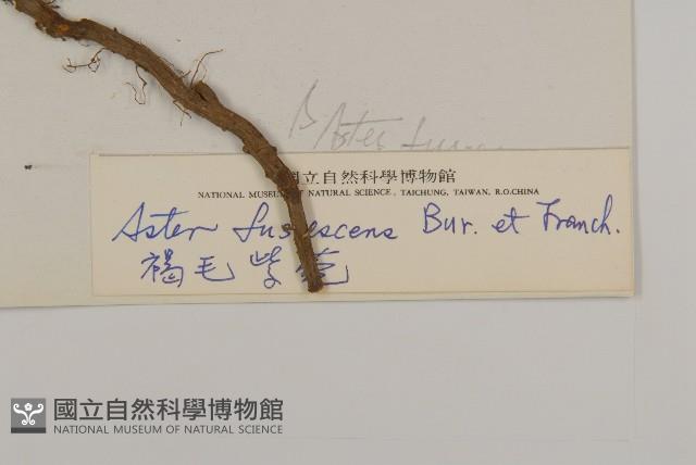 卷葉黃精藏品圖，第3張