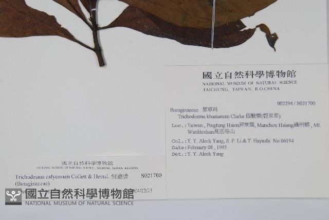 假酸漿藏品圖，第2張