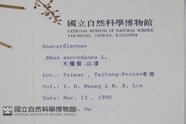 木蠟樹、山漆藏品圖，第2張