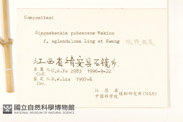 腺梗豨薟藏品圖，第3張