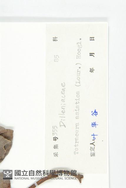 錫葉藤藏品圖，第3張