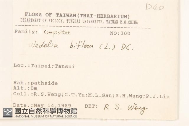 雙花蟛蜞菊藏品圖，第2張