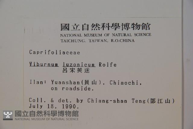 呂宋莢迷藏品圖，第2張