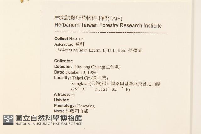 蔓澤蘭藏品圖，第2張