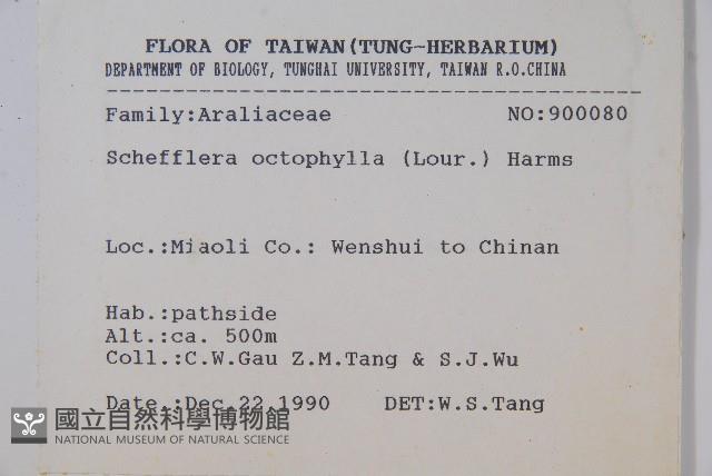 鵝掌柴、江某、鴨腳樹藏品圖，第2張