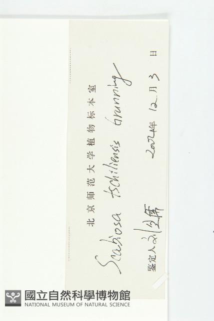 華北藍盆花藏品圖，第3張