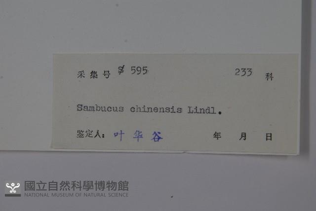 冇骨消藏品圖，第2張