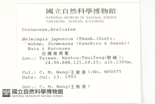 臺灣青莢葉藏品圖，第2張