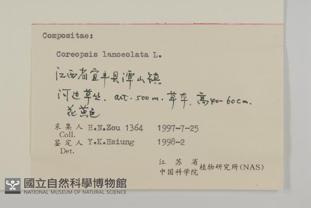 大金雞菊藏品圖，第3張