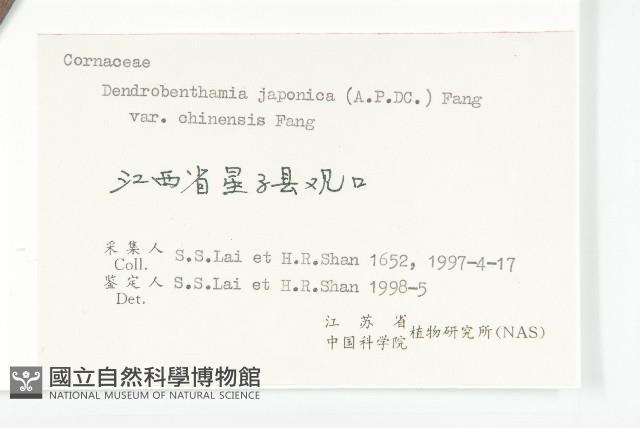 四照花藏品圖，第3張