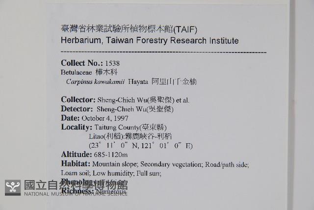 阿里山千金榆藏品圖，第2張