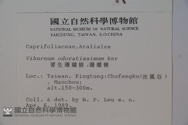 Sweet Viburnum Collection Image, Figure 2, Total 2 Figures