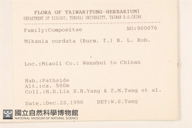 蔓澤蘭藏品圖，第2張