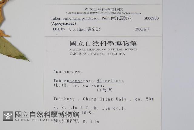 南洋馬蹄花藏品圖，第2張