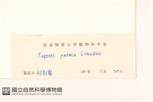 孔雀草、紅黃草、萬壽菊藏品圖，第3張