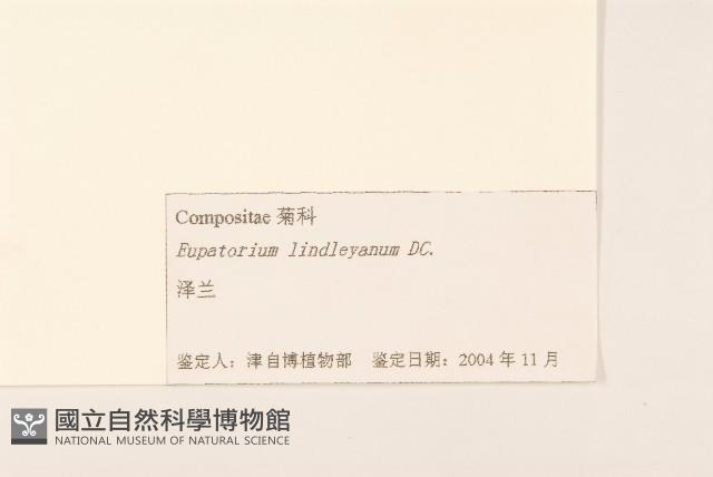 林氏澤蘭藏品圖，第3張