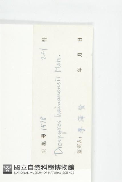 牛筋樹藏品圖，第3張