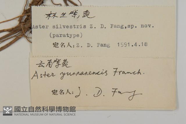 林生紫菀藏品圖，第3張