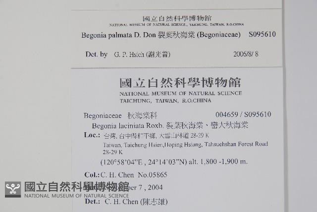 裂葉秋海棠藏品圖，第2張
