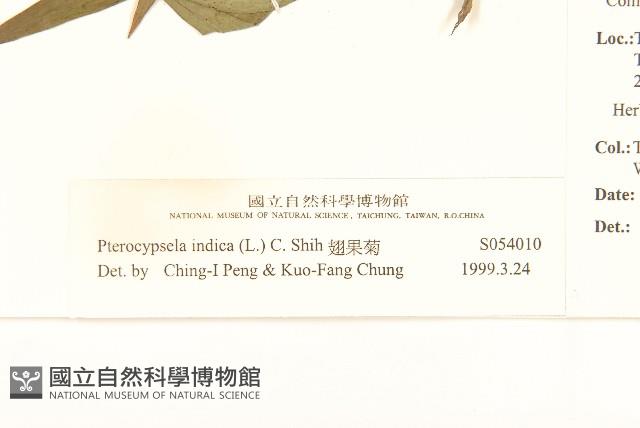 鵝仔草藏品圖，第3張