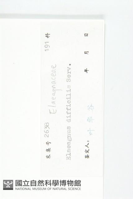 巴東胡頹子藏品圖，第3張