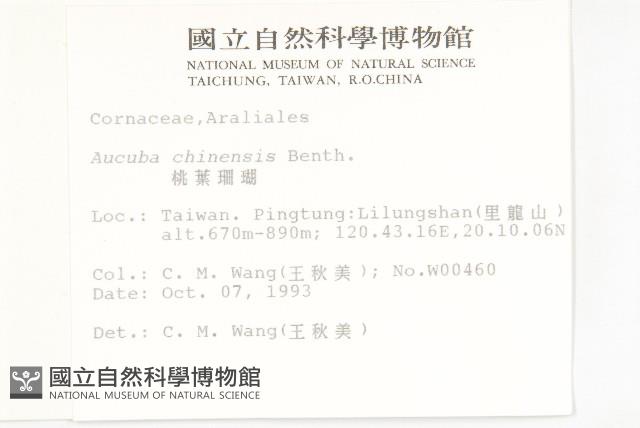 桃葉珊瑚藏品圖，第2張